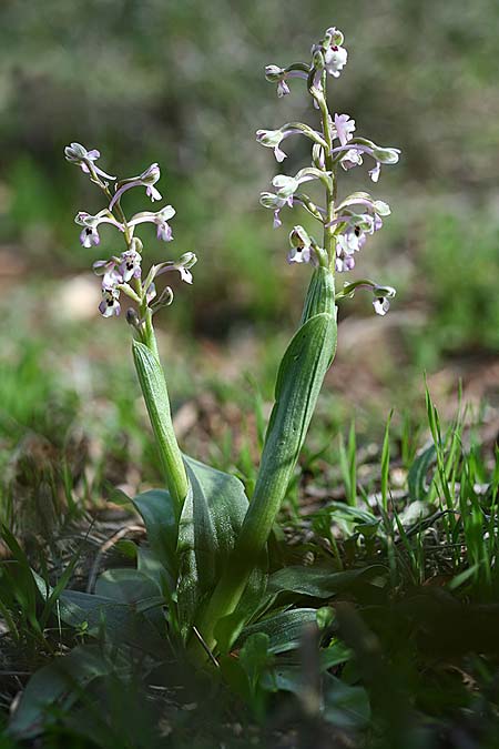 Anacamptis israelitica \ Israelisches Knabenkraut / Israeli Orchid, Israel,  Nord-/Northern Israel 27.2.2017 (Photo: Helmut Presser)