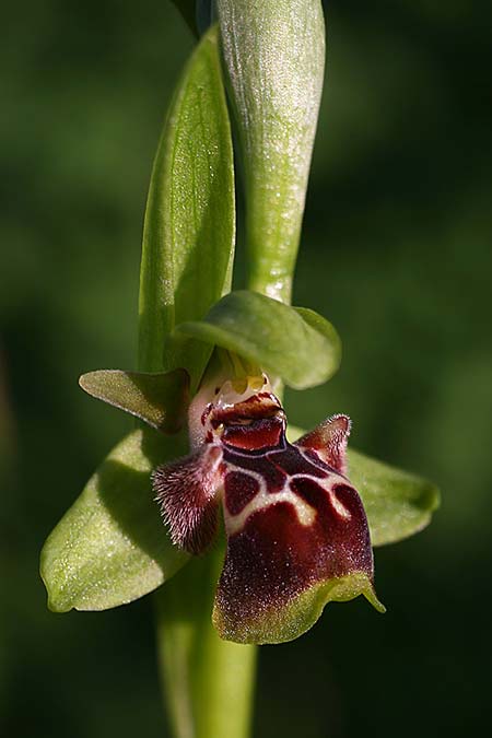 Ophrys latilabris \ Breitlippige Ragwurz, Israel,  West- Israel 26.2.2017 (Photo: Helmut Presser)