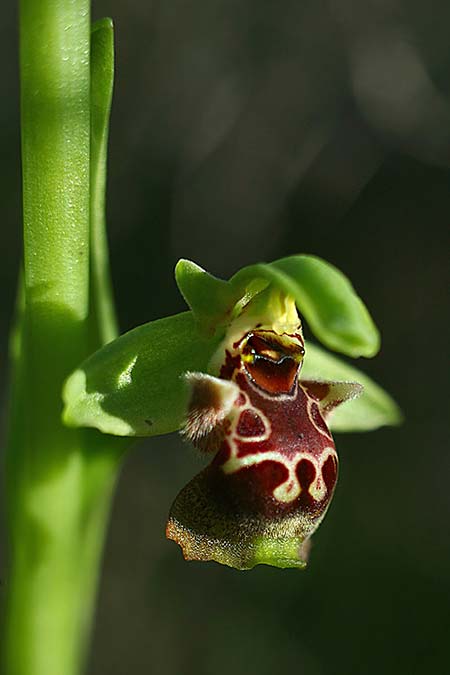 Ophrys latilabris \ Breitlippige Ragwurz, Israel,  West- Israel 26.2.2017 (Photo: Helmut Presser)