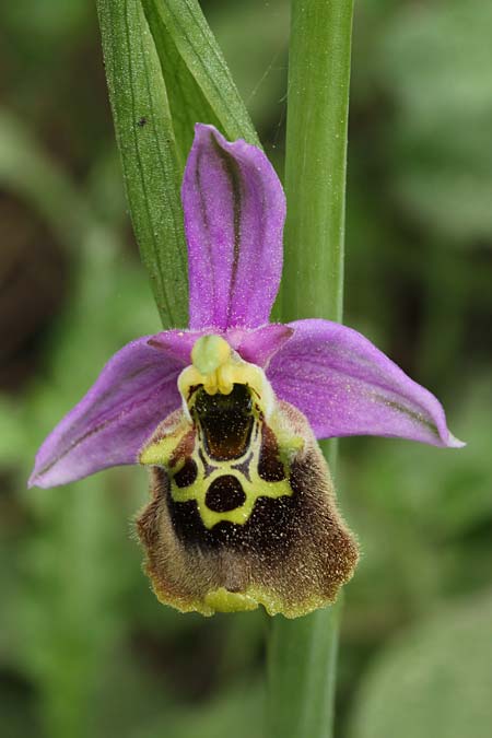 Ophrys oblita \ Vergessene Ragwurz / Forgotten Bee Orchid, Israel,  Kibbutz HaSolelim 21.3.2018 (Photo: Jan & Liesbeth Essink)