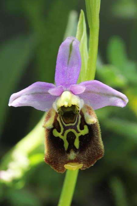 Ophrys oblita \ Vergessene Ragwurz / Forgotten Bee Orchid, Israel,  Mount Carmel bei/near Haifa Universit. 26.3.2018 (Photo: Jan & Liesbeth Essink)
