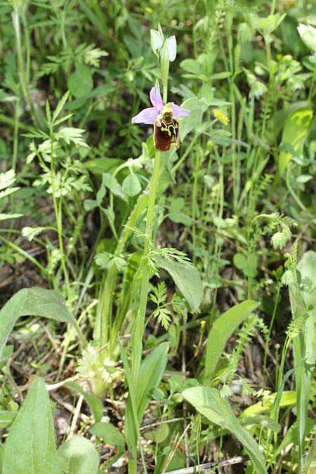 Ophrys oblita \ Vergessene Ragwurz / Forgotten Bee Orchid, Israel,  Mount Carmel bei/near Haifa Universit. 26.3.2018 (Photo: Jan & Liesbeth Essink)