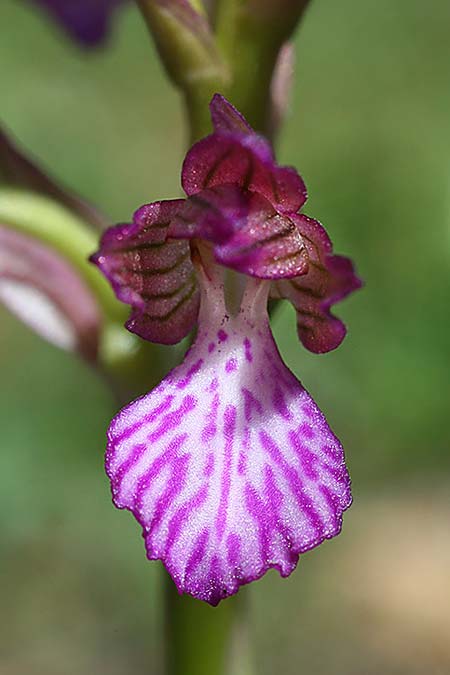 Anacamptis papilionacea subsp. palaestina \ Palästinensisches Schmetterlings-Knabenkraut, Israel,  Mount Carmel 28.2.2017 (Photo: Helmut Presser)