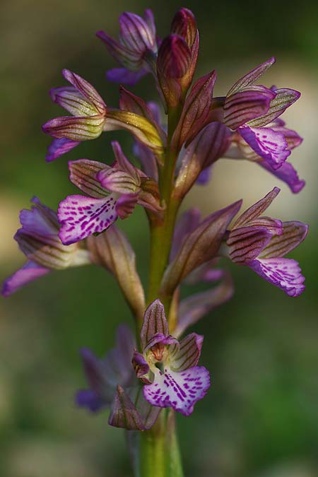 Anacamptis papilionacea subsp. palaestina \ Palästinensisches Schmetterlings-Knabenkraut, Israel,  Mount Carmel 28.2.2017 (Photo: Helmut Presser)