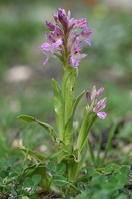 Anacamptis papilionacea subsp. palaestina / Palestine Butterfly Orchid, Israel,  Mount Carmel 28.2.2017 (Photo: Helmut Presser)