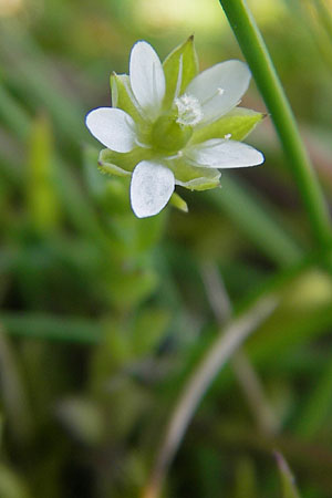 Arenaria serpyllifolia \ Quendelblttriges Sandkraut, IRL Connemara, Ballyconneely 17.6.2012