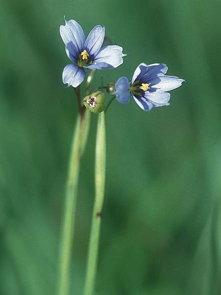 Sisyrinchium bermudiana \ Bermuda-Binsenlilie, IRL County Kerry, Lough Caragh 12.8.2005