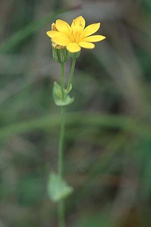 Blackstonia perfoliata \ Bitterling / Yellow-Wort, IRL Burren, Fanore 9.8.2005