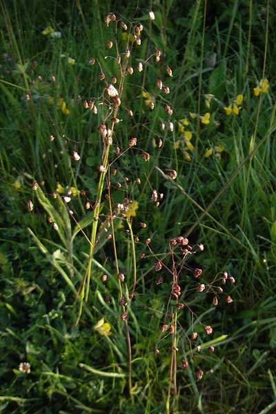 Briza media \ Gewhnliches Zittergras / Common Quaking Grass, IRL County Sligo, Lough Talt 19.6.2012