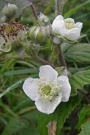 Rubus corylifolius agg. \ Haselblatt-Brombeere / Hazel-Leaved Bramble, IRL Burren, Fanore 15.6.2012