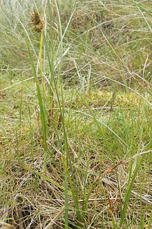 Carex arenaria \ Sand-Segge / Sand Sedge, IRL County Kerry, Glenbeigh 16.6.2012