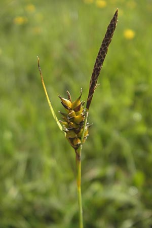 Carex hostiana \ Saum-Segge, Hosts Segge / Tawny Sedge, IRL County Galway, Lough Corrib 17.6.2012