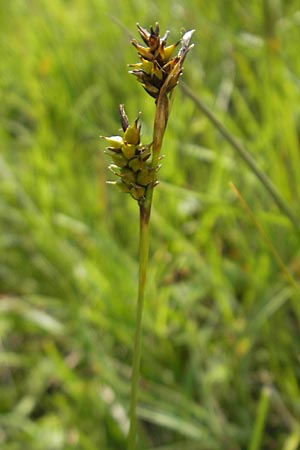 Carex hostiana \ Saum-Segge, Hosts Segge / Tawny Sedge, IRL County Galway, Lough Corrib 17.6.2012