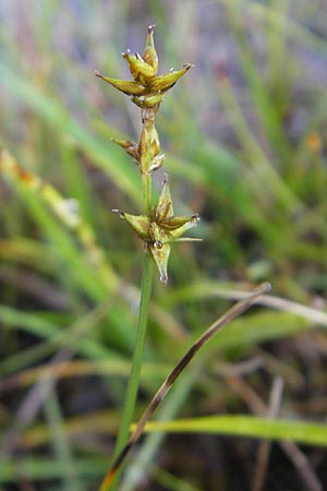 Carex echinata \ Igel-Segge, Stern-Segge / Star Sedge, IRL County Sligo, Lough Talt 19.6.2012