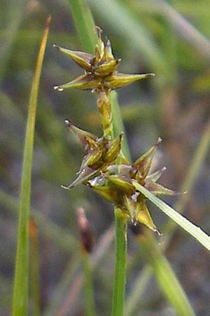 Carex echinata \ Igel-Segge, Stern-Segge / Star Sedge, IRL County Sligo, Lough Talt 19.6.2012