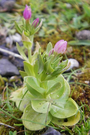 Centaurium littorale \ Strand-Tausendgldenkraut, IRL Burren, Fanore 15.6.2012