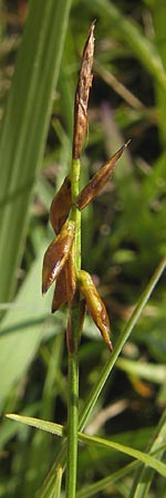Carex pulicaris \ Floh-Segge / Flea Sedge, IRL County Galway, Lough Corrib 17.6.2012