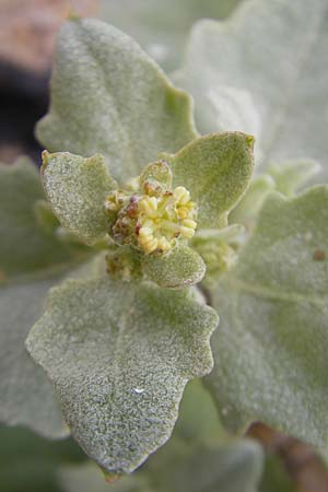 Atriplex laciniata \ Gelappte Melde / Frosted Orache, IRL County Donegal, Cruit Island 18.6.2012