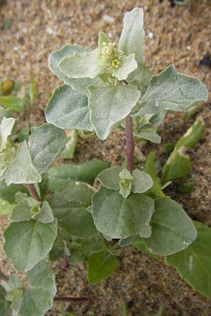 Atriplex laciniata \ Gelappte Melde / Frosted Orache, IRL County Donegal, Cruit Island 18.6.2012