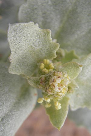 Atriplex laciniata \ Gelappte Melde / Frosted Orache, IRL County Donegal, Cruit Island 18.6.2012