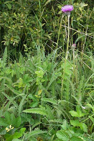 Cirsium heterophyllum \ Verschiedenblttrige Kratzdistel, Alant-Distel / Melancholy Thistle, IRL Burren, Lisdoonvarna 15.6.2012