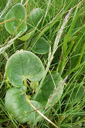 Cochlearia officinalis \ Echtes Lffelkraut / Common Scurvy-Grass, IRL County Donegal, Cruit Island 18.6.2012