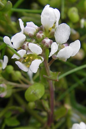 Cochlearia danica \ Dnisches Lffelkraut, IRL County Galway, Kinvarra 14.6.2012