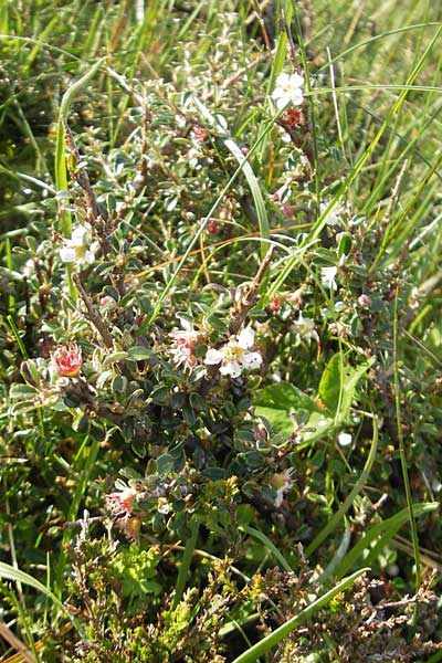 Cotoneaster microphyllus \ Kleinblttrige Zwergmispel, IRL County Sligo, Lough Talt 19.6.2012