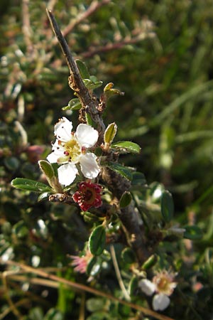 Cotoneaster microphyllus, Small-Leaved Cotoneaster, Littleleaf Cotoneaster