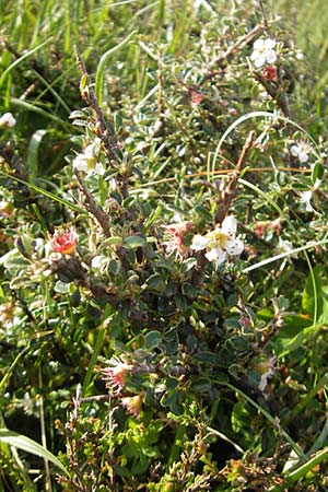 Cotoneaster microphyllus \ Kleinblttrige Zwergmispel / Small-Leaved Cotoneaster, Littleleaf Cotoneaster, IRL County Sligo, Lough Talt 19.6.2012