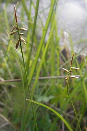 Carex pulicaris \ Floh-Segge / Flea Sedge, IRL Burren, Fanore 15.6.2012