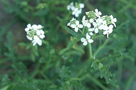 Cakile maritima \ Europischer Meersenf / Sea Rocket, IRL Burren, Fanore 11.8.2005