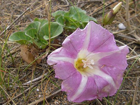 Calystegia soldanella \ Strand-Winde / Sea Bindweed, IRL Burren, Fanore 15.6.2012