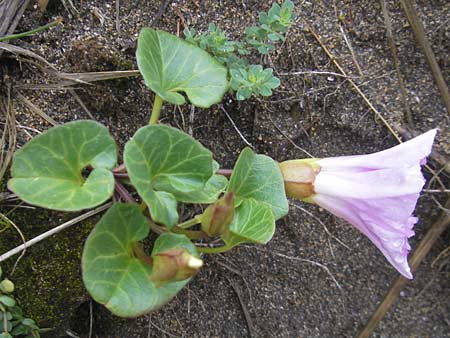 Calystegia soldanella \ Strand-Winde / Sea Bindweed, IRL Burren, Fanore 15.6.2012