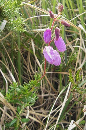 Daboecia cantabrica \ Glockenheide, IRL Connemara, Clifden 17.6.2012