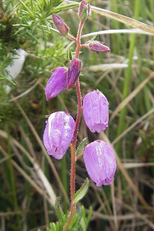 Daboecia cantabrica \ Glockenheide / Irish Heath, IRL Connemara, Clifden 17.6.2012