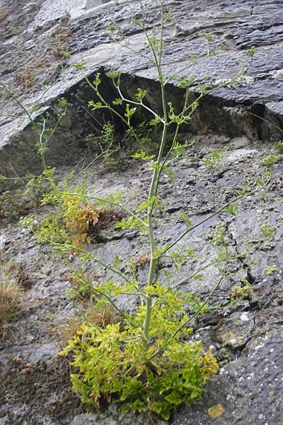 Aethusa cynapium \ Hunds-Petersilie, Garten-Schierling / Fool's Parsley, IRL Burren, Ballyvaughn 14.6.2012