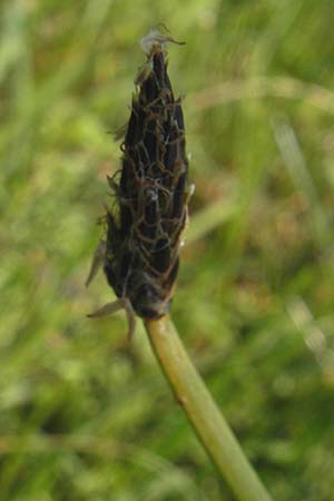 Eleocharis palustris agg. \ Gewhnliche Sumpfbinse, Gemeine Sumpfsimse / Common Spike Rush, IRL Connemara, Ballyconneely 17.6.2012