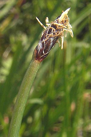 Eleocharis palustris agg. \ Gewhnliche Sumpfbinse, Gemeine Sumpfsimse, IRL Connemara, Ballyconneely 17.6.2012