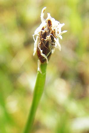 Eleocharis palustris agg. \ Gewhnliche Sumpfbinse, Gemeine Sumpfsimse, IRL Connemara, Ballyconneely 17.6.2012