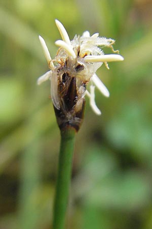 Eleocharis uniglumis \ Einspelzige Sumpfbinse, IRL County Sligo, Mullaghmore 18.6.2012