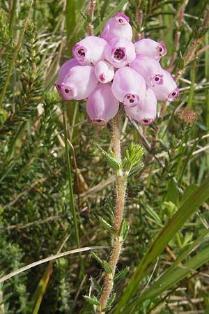 Erica tetralix \ Moor-Glockenheide / Cross-Leaved Heath, IRL County Galway, Lough Corrib 17.6.2012