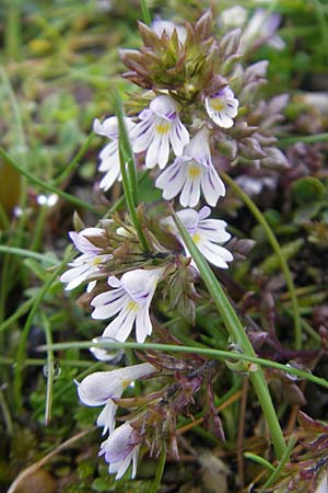 Euphrasia salisburgensis \ Salzburger Augentrost, IRL Burren, Fanore 15.6.2012