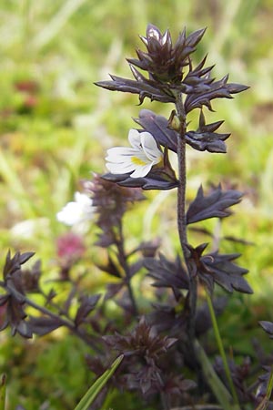 Euphrasia salisburgensis \ Salzburger Augentrost, IRL Connemara, Ballyconneely 17.6.2012