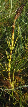 Equisetum palustre \ Sumpf-Schachtelhalm, Duwock, IRL County Sligo, Lough Talt 19.6.2012