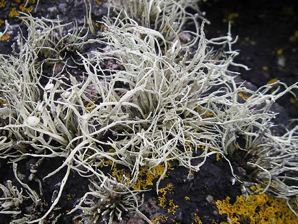 Ramalina cuspidata \ Zugespitzte Ast-Flechte, IRL County Donegal, Cruit Island 18.6.2012