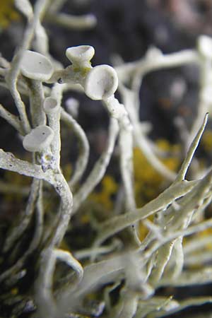 Ramalina cuspidata \ Zugespitzte Ast-Flechte / Western Sea Ivory, IRL County Donegal, Cruit Island 18.6.2012