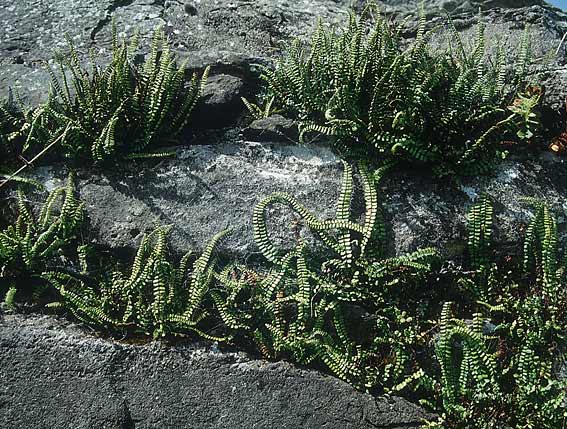 Asplenium trichomanes s.l. \ Braunstieliger Streifenfarn / Spleenwort, IRL Kilkenny 8.8.2005