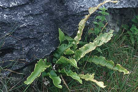 Asplenium scolopendrium \ Hirschzungen-Farn, IRL Burren, Fanore 9.8.2005