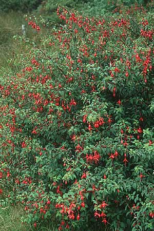 Fuchsia magellanica \ Fuchsie / Fuchsia, IRL County Kerry 14.8.2005